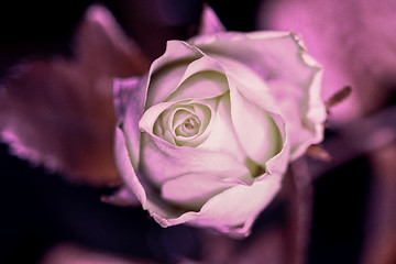 Image showing A Rose Ultraviolett