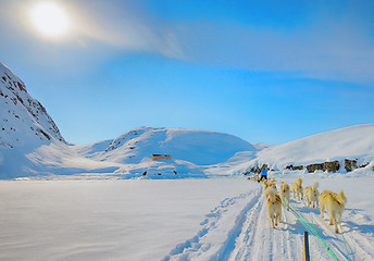 Image showing dog sledging in spring time in greenland