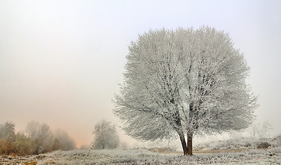Image showing winter landscape of frozen trees