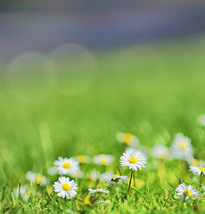 Image showing white daisies on the field