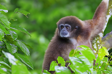 Image showing Gibbon Monkey