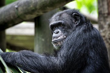 Image showing Common Chimpanzee