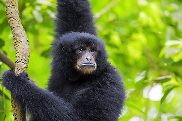 Image showing Siamang Gibbon