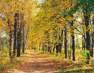 Image showing Autumn landscape