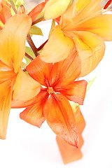 Image showing Detail of flowering orange lily