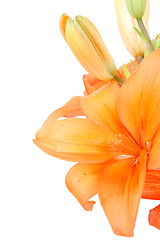 Image showing Detail of flowering orange lily