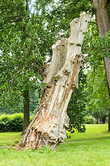 Image showing Old decayed tree in the forest