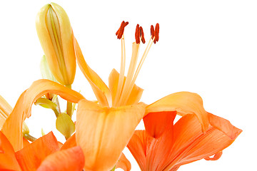 Image showing Detail of flowering orange lily