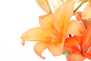 Image showing Detail of flowering orange lily