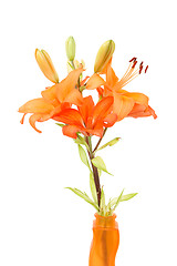 Image showing Detail of flowering orange lily