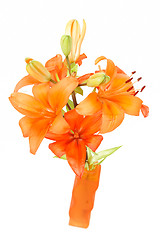 Image showing Detail of flowering orange lily