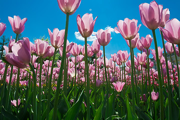 Image showing Tulip flowers