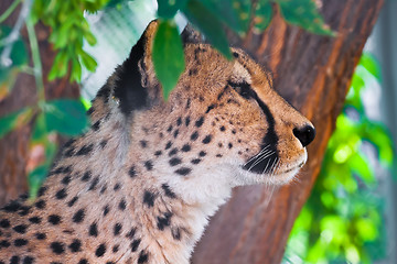 Image showing Cheetah