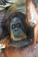 Image showing Orangutan