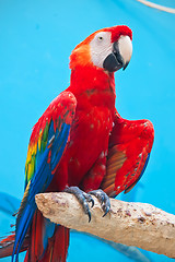 Image showing Ara parrot