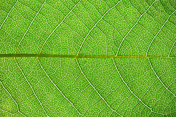 Image showing Green leaf