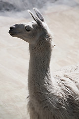 Image showing Llama