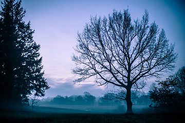 Image showing Morning mist