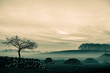 Image showing Morning mist