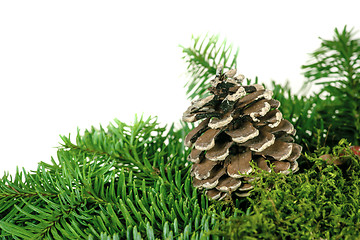 Image showing Pine cone