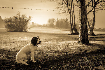 Image showing Cocker Spaniel