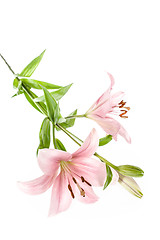 Image showing Lily flower