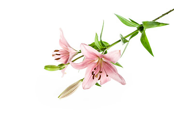 Image showing Lily flower