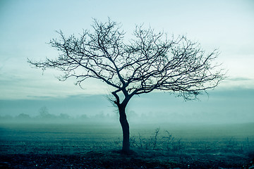 Image showing Morning mist