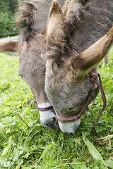 Image showing two donkeys eating grass outdoor