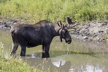 Image showing moose 
