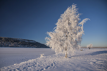 Image showing Snowy Tree