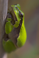 Image showing Frog