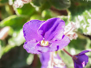 Image showing Viola violet flower