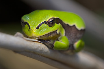 Image showing Frog