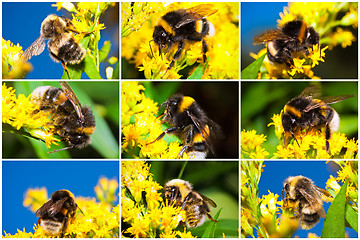 Image showing Bumblebee