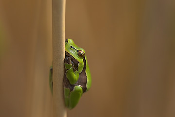 Image showing Frog