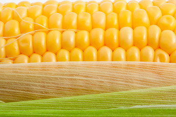 Image showing Corn