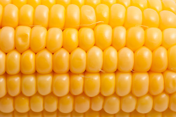 Image showing Corn