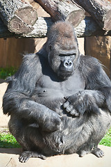 Image showing Gorilla