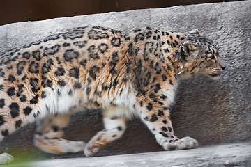 Image showing Snow Leopard