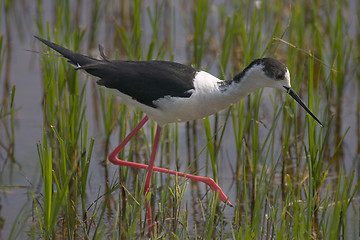 Image showing Avocet