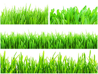 Image showing Green grass