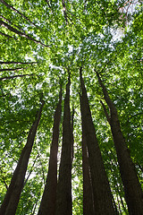 Image showing Green forest