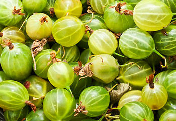 Image showing Gooseberries