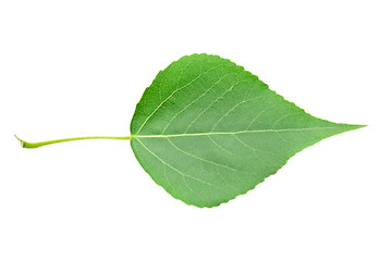 Image showing Green leaf