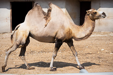 Image showing Camel