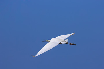 Image showing Great egret