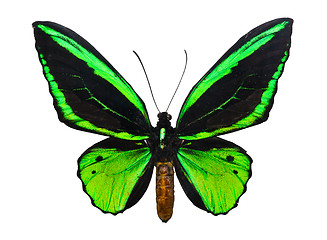 Image showing Butterfly Ornithoptera priamus