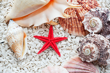 Image showing Seashells