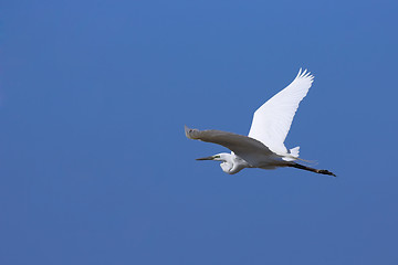 Image showing Great egret